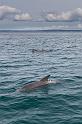 278 Jervis Bay, dolfijnen